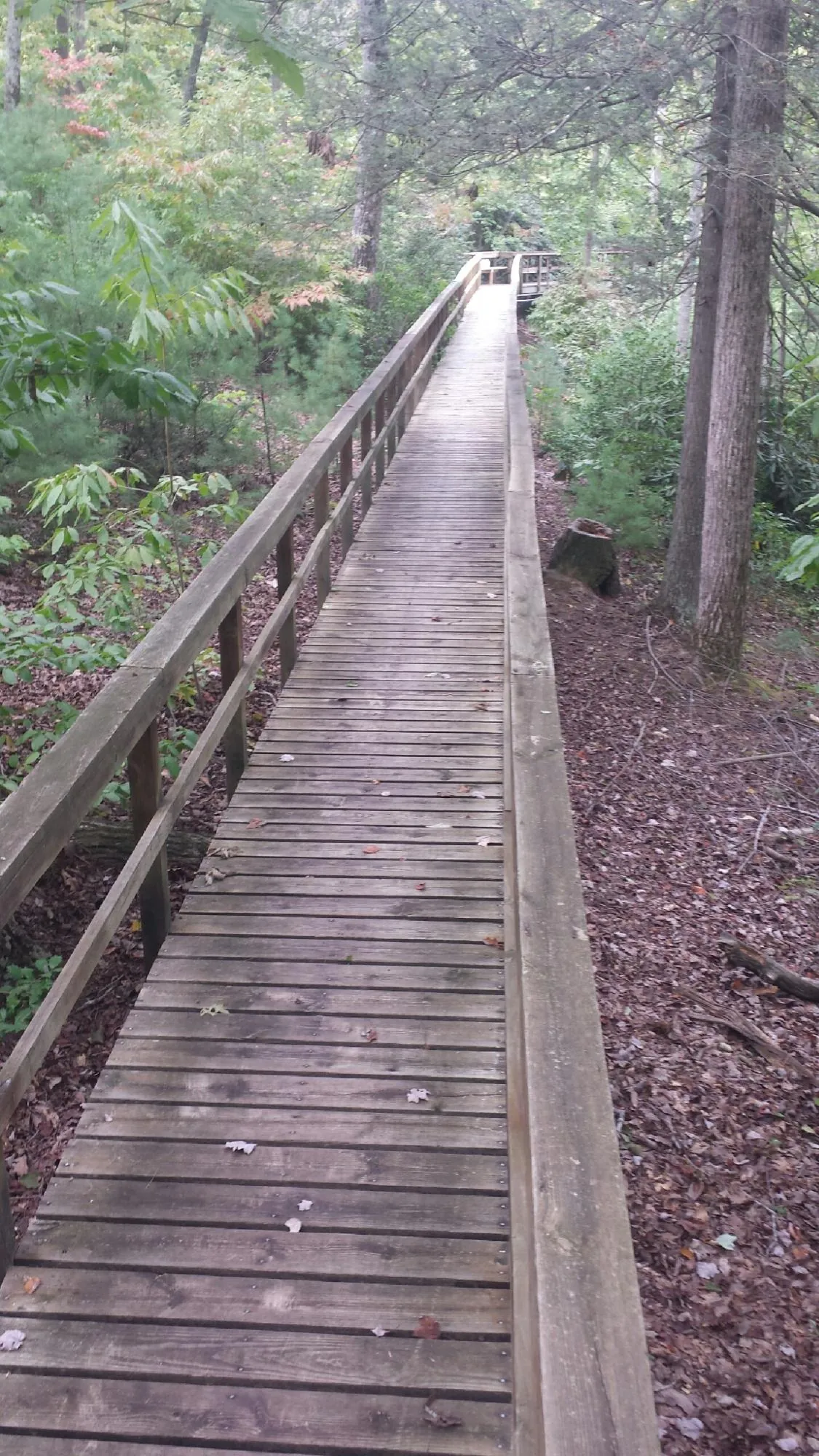 Long wood walkway with handrails built through the woods in Genoa